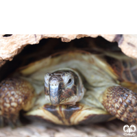 گونه لاکپشت آسیایی Russian Turtle